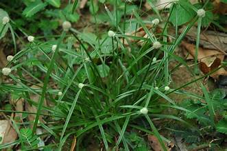 Cyperus killinga